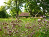 wilder-majoran-im-forsthausgarten.jpg