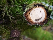 der-geist-des-birnbaumes.jpg